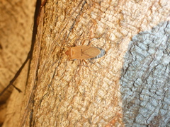 Dysdercus bimaculatus
