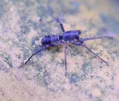 Castianeira hongkong