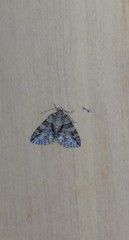 Polyclysta hypogrammata