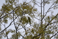 Primolius auricollis