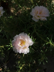 Portulaca grandiflora