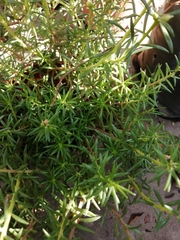 Portulaca grandiflora