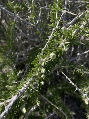Tetradymia spinosa