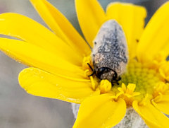 Acmaeodera labyrinthica