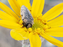 Acmaeodera labyrinthica