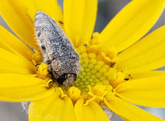 Acmaeodera labyrinthica