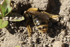 Strepsiptera