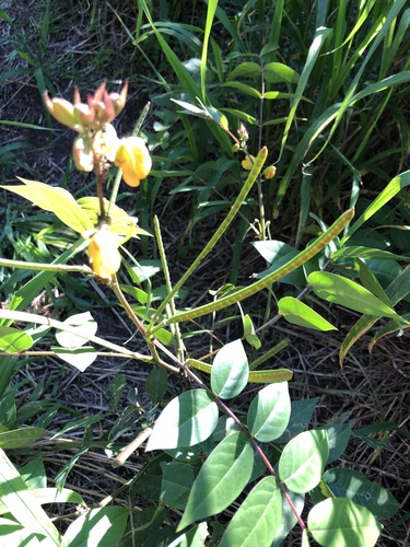 Senna occidentalis observed 2021-04-13