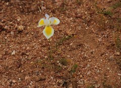Moraea serpentina