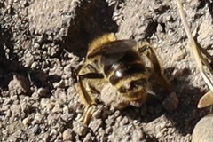 Strepsiptera