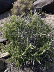 Tetradymia spinosa