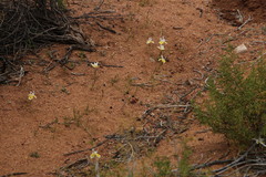 Moraea serpentina