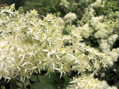 Clematis uncinata
