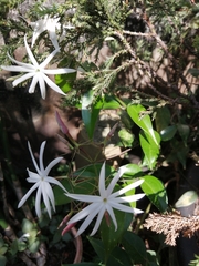Jasminum nitidum
