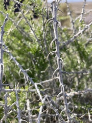 Tetradymia spinosa