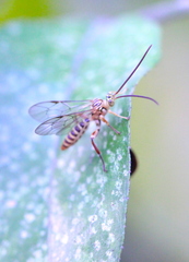 Theronia