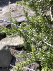 Tetradymia spinosa