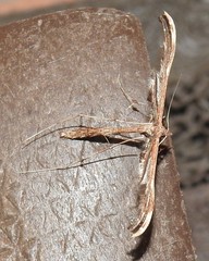 Tetraschalis arachnodes