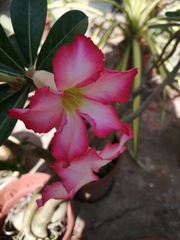 Adenium obesum