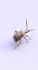 Eurystylus ryukyus