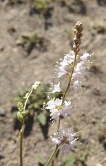 Boerhavia xantii