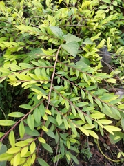 Phyllanthus myrtifolius