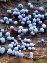 Badhamia foliicola