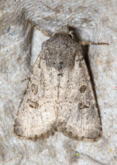 Protorthodes melanopis