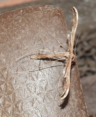 Tetraschalis arachnodes