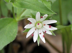 Stellaria corei