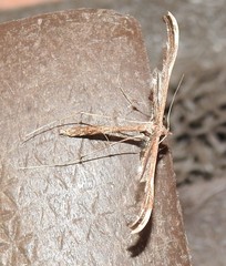 Tetraschalis arachnodes