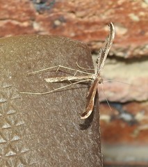 Tetraschalis arachnodes