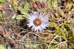 Erigeron multiradiatus