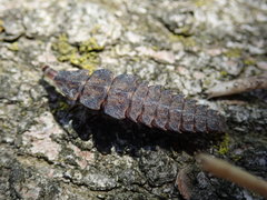 Pyractomena borealis