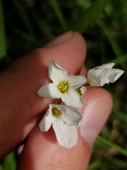 Cardamine penduliflora