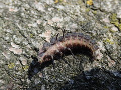 Pyractomena borealis