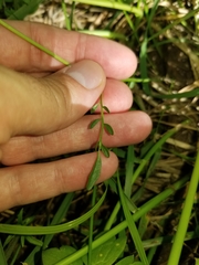 Cardamine penduliflora