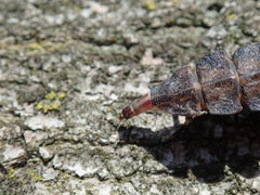Pyractomena borealis