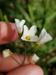 Cardamine penduliflora