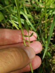 Cardamine penduliflora