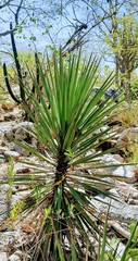 Yucca capensis