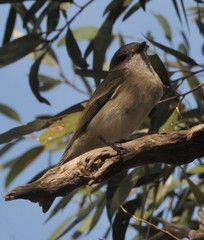 Pachycephala