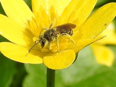 Andrena