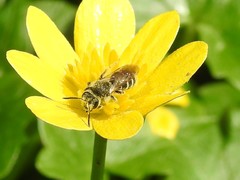 Andrena