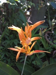 Heliconia psittacorum