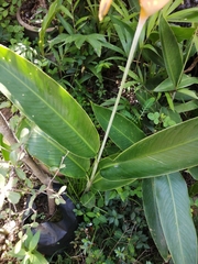 Heliconia psittacorum