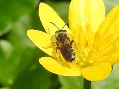 Andrena