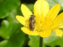 Andrena