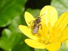 Andrena