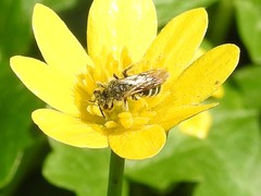 Andrena